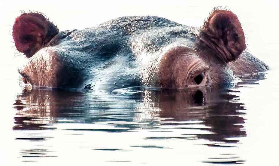 hippo surfacing